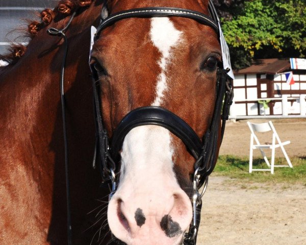 dressage horse Wolkentürmer (Hanoverian, 1998, from Wolkentanz I)