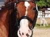 dressage horse Wolkentürmer (Hanoverian, 1998, from Wolkentanz I)