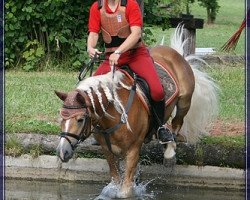 Pferd Sultan (Haflinger, 2004, von El.H. Südwind)