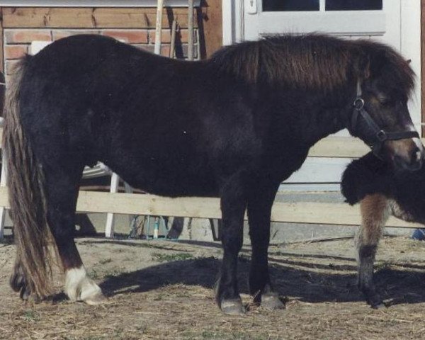 Zuchtstute Lorina H 5038 S (Shetland Pony, 1990, von Sudan 754 S)