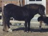 broodmare Lorina H 5038 S (Shetland Pony, 1990, from Sudan 754 S)