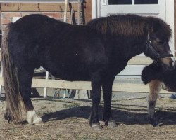 Zuchtstute Lorina H 5038 S (Shetland Pony, 1990, von Sudan 754 S)