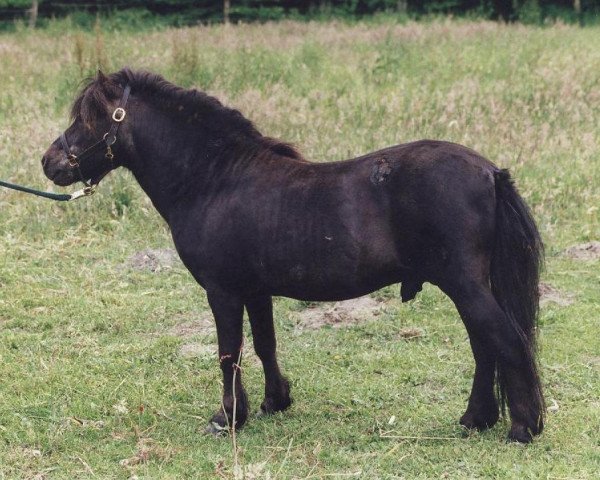 Deckhengst Igor (Shetland Pony, 1981, von Iltis 80 S)