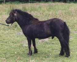 Deckhengst Igor (Shetland Pony, 1981, von Iltis 80 S)