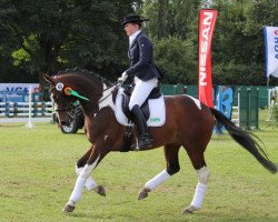 dressage horse Chocolate Time (Trakehner, 2006, from Summertime)