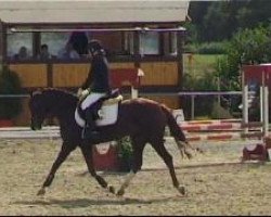 broodmare Kolvenfeld's Damespiel (German Riding Pony, 2006, from Donnertraum 2)