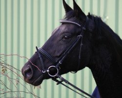 Zuchtstute Josephine (Trakehner, 2002, von Hohenstein I)