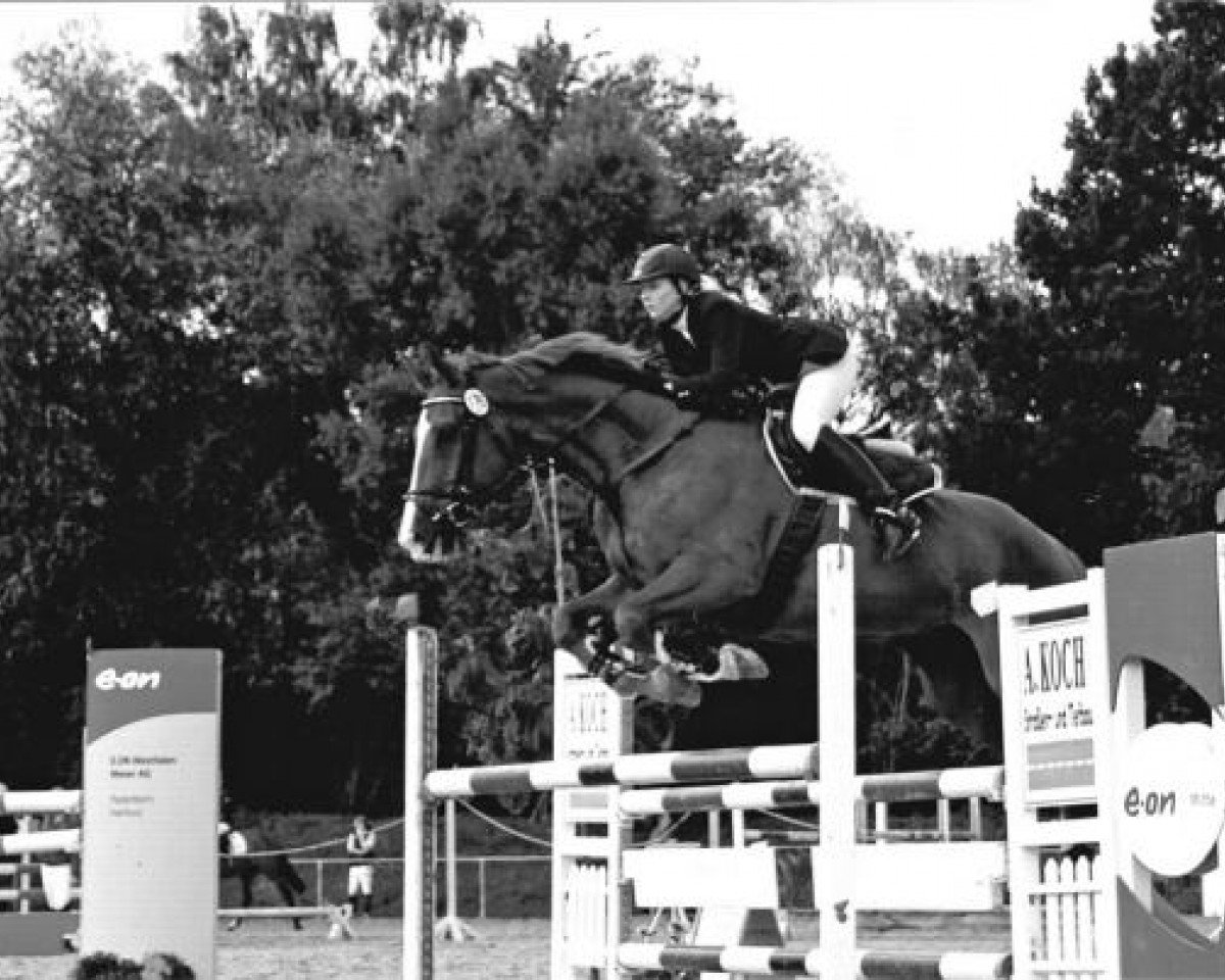 jumper Dumbledore (Hanoverian, 2000, from D'Olympic)