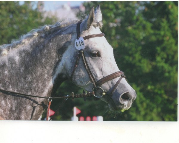 jumper Le Calido (Hessian Warmblood, 2002, from Le Comte)