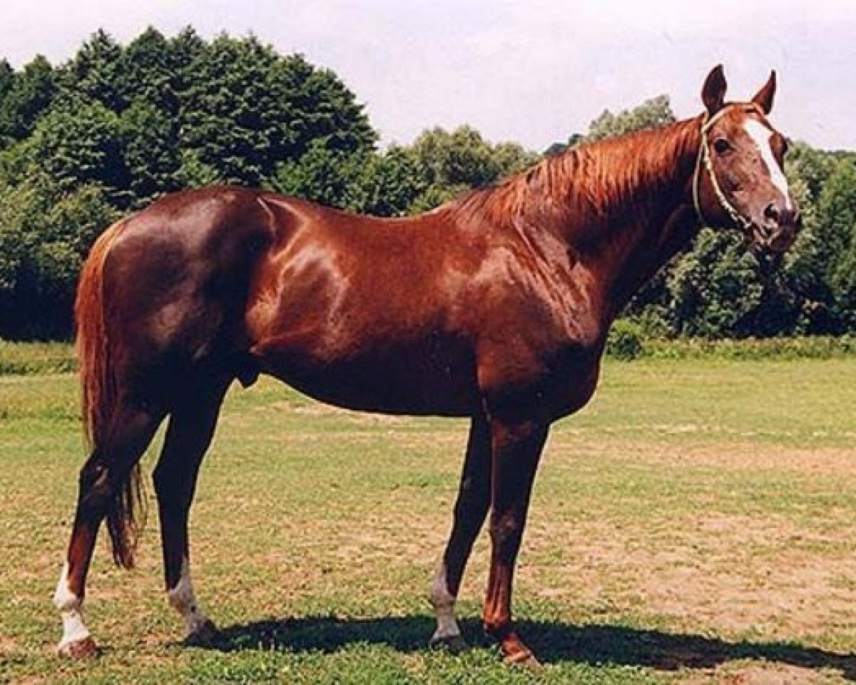 Deckhengst Secret'n Classy xx (Englisches Vollblut, 1987, von Secretariat xx)