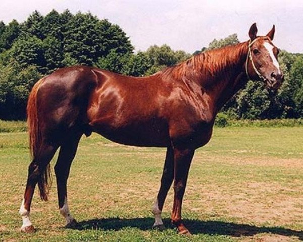 stallion Secret'n Classy xx (Thoroughbred, 1987, from Secretariat xx)
