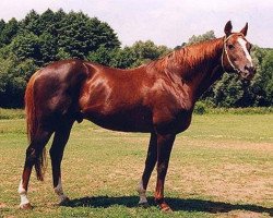 Deckhengst Secret'n Classy xx (Englisches Vollblut, 1987, von Secretariat xx)