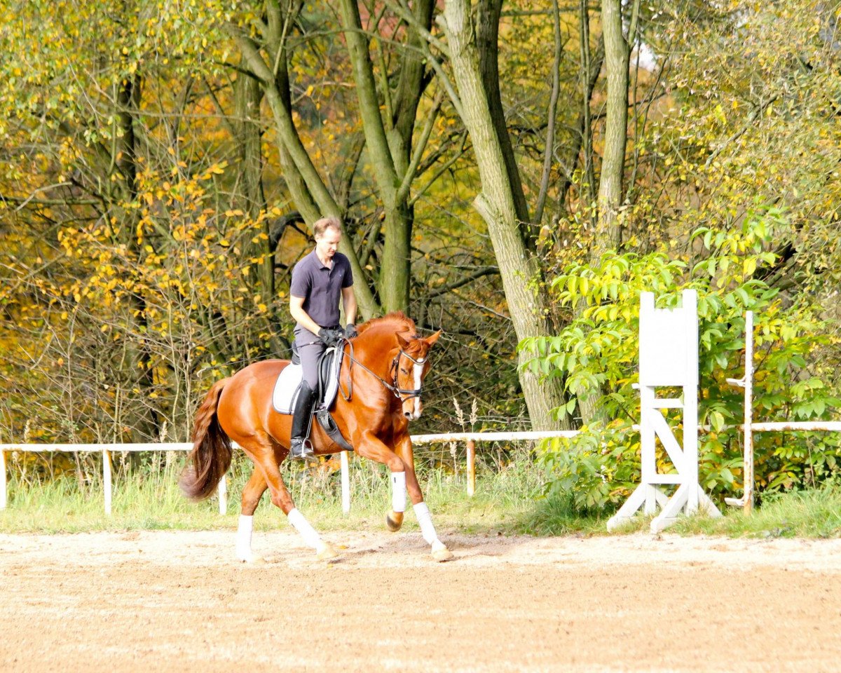 Zuchtstute Fürstin Belissima (Rheinländer, 2006, von Fürst Grandios)