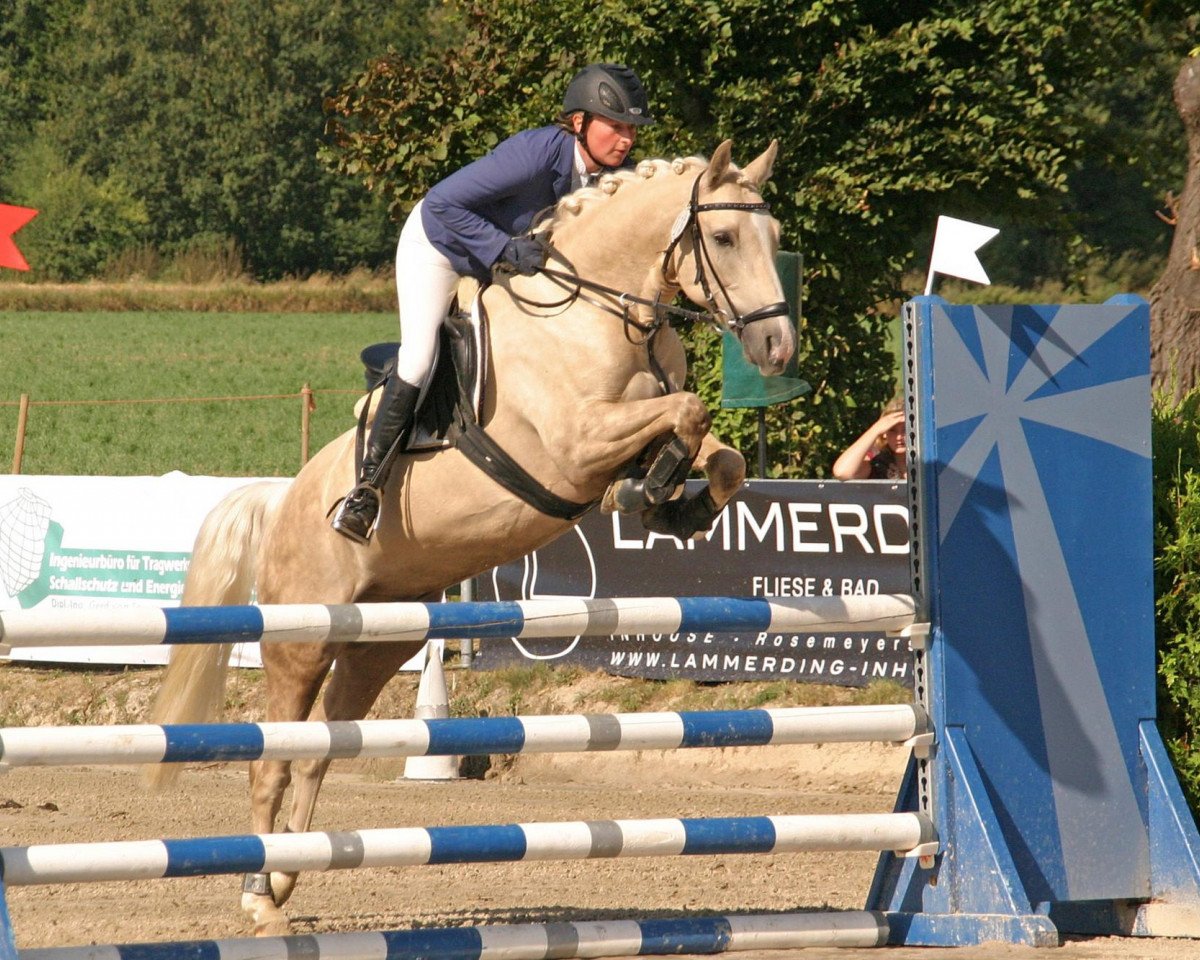 Springpferd Milano Classico (Deutsches Reitpony, 2008, von The Braes My Mobility)