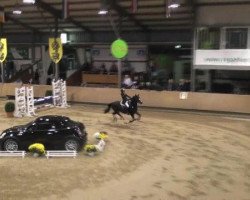 jumper Mrs. Bunny (German Riding Pony, 2003, from Honeymoon Star)