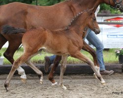 horse Ratina xs (Deutsches Reitpony, 2012, from Rex the Robber)