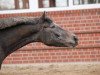 jumper Chase Away 2 (German Warmblood, 2008, from Caspino)