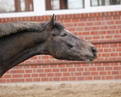 Springpferd Chase Away 2 (Deutsches Reitpferd, 2008, von Caspino)