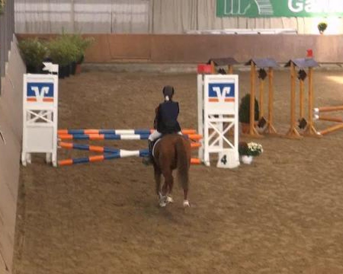 broodmare Nana 15 (German Riding Pony, 1994, from Nantano)