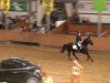 Dressurpferd Calypso 404 (New-Forest-Pony, 2000, von Cadillac)