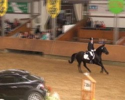 dressage horse Calypso 404 (New-Forest-Pony, 2000, from Cadillac)