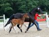 dressage horse Fürst Pinot (Westphalian, 2012, from Fürst Piccolo)