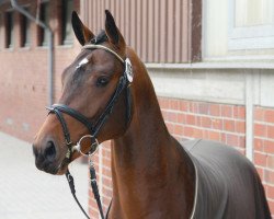 jumper Cap 4 (Oldenburg show jumper, 2010, from Comme il Faut)