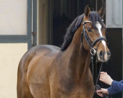 stallion Dia Gold (Hanoverian, 2018, from Dia Corrado)