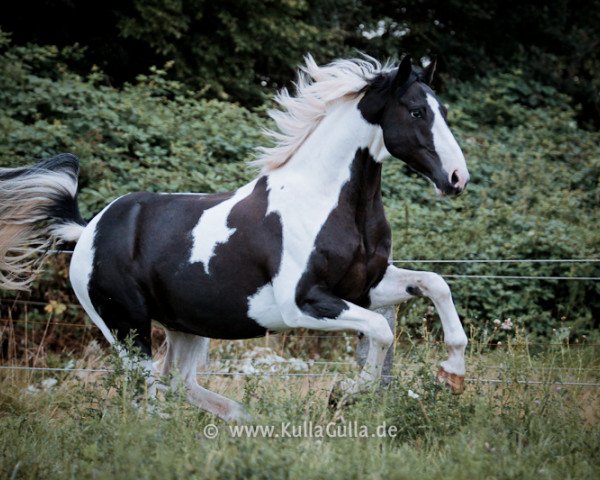 Pferd Fina de Shadow (Deutsches Reitpferd, 2003, von Sando Paso N)