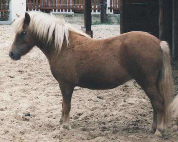 Zuchtstute Ramina vom Purnitzgrund (Shetland Pony, 1998, von Bob)