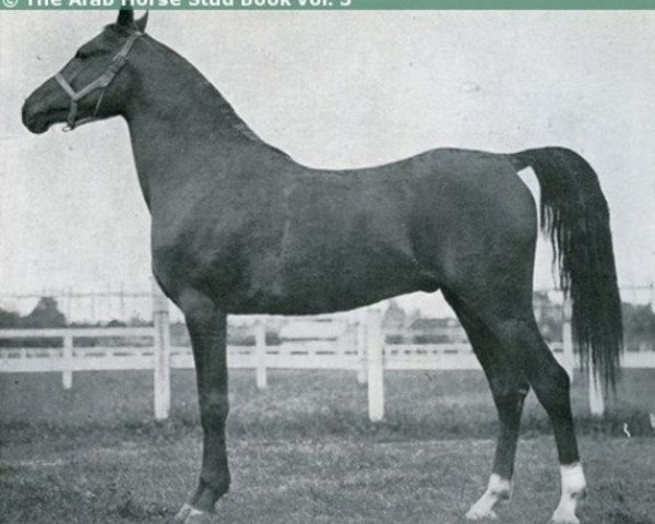 Deckhengst Houbaran ox (Vollblutaraber, 1923, von Aldebaran ox)