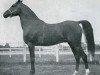stallion Houbaran ox (Arabian thoroughbred, 1923, from Aldebaran ox)