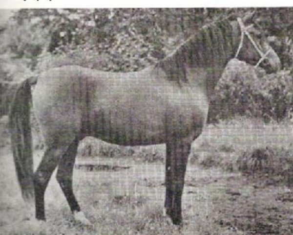 Deckhengst Saoud ox (Vollblutaraber, 1946, von Houbaran ox)