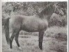 Deckhengst Saoud ox (Vollblutaraber, 1946, von Houbaran ox)