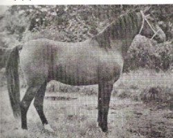 stallion Saoud ox (Arabian thoroughbred, 1946, from Houbaran ox)