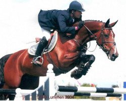 broodmare Narcotique II de Muze (Belgium Sporthorse, 1997, from Darco)