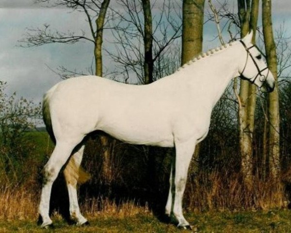 stallion Laurin (Holsteiner, 1985, from Ladalco)