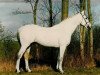 horse Laurin (Holsteiner, 1985, from Ladalco)
