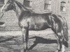 stallion Adlerfarn I (Hanoverian, 1958, from Adlerschild xx)
