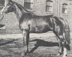 stallion Adlerfarn I (Hanoverian, 1958, from Adlerschild xx)