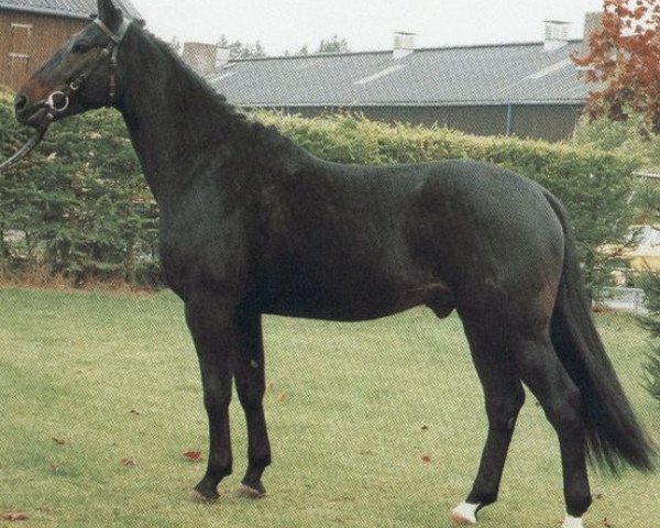 stallion Golem (Hanoverian, 1982, from Goldstern)