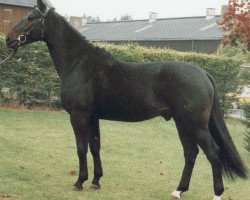 stallion Golem (Hanoverian, 1982, from Goldstern)