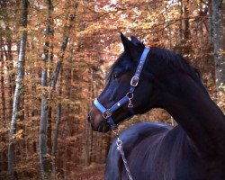 jumper Don Castello II (Westphalian, 2009, from Conteur)