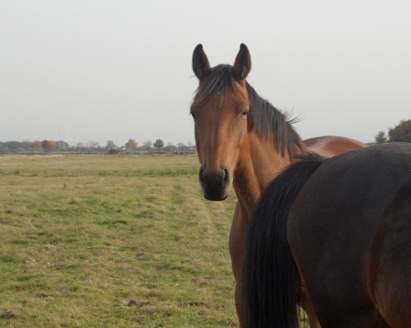 Zuchtstute ZORBAS DANCE (Holsteiner, 2007, von Cabochon)