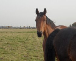 broodmare Zorbas Dance (Holsteiner, 2007, from Cabochon)