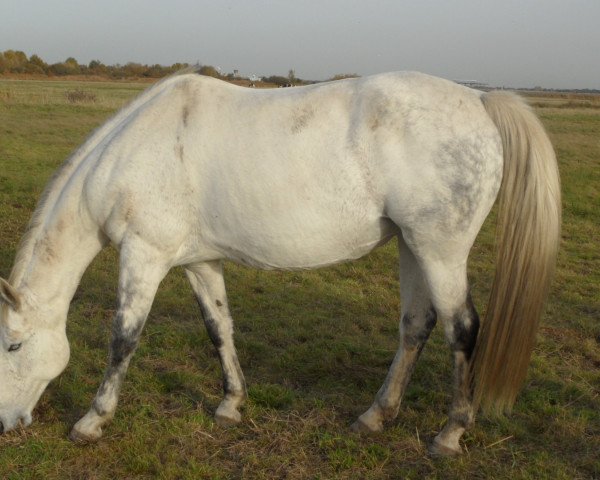 broodmare GODEIWA (Westphalian, 2001, from Goldbach)