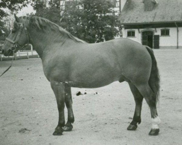 stallion Heraldique (Freiberger, 1956, from Héroïque)