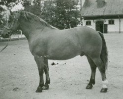 Deckhengst Heraldique (Freiberger, 1956, von Héroïque)