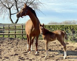 dressage horse Filencia (Westphalian, 2021, from Celencio)