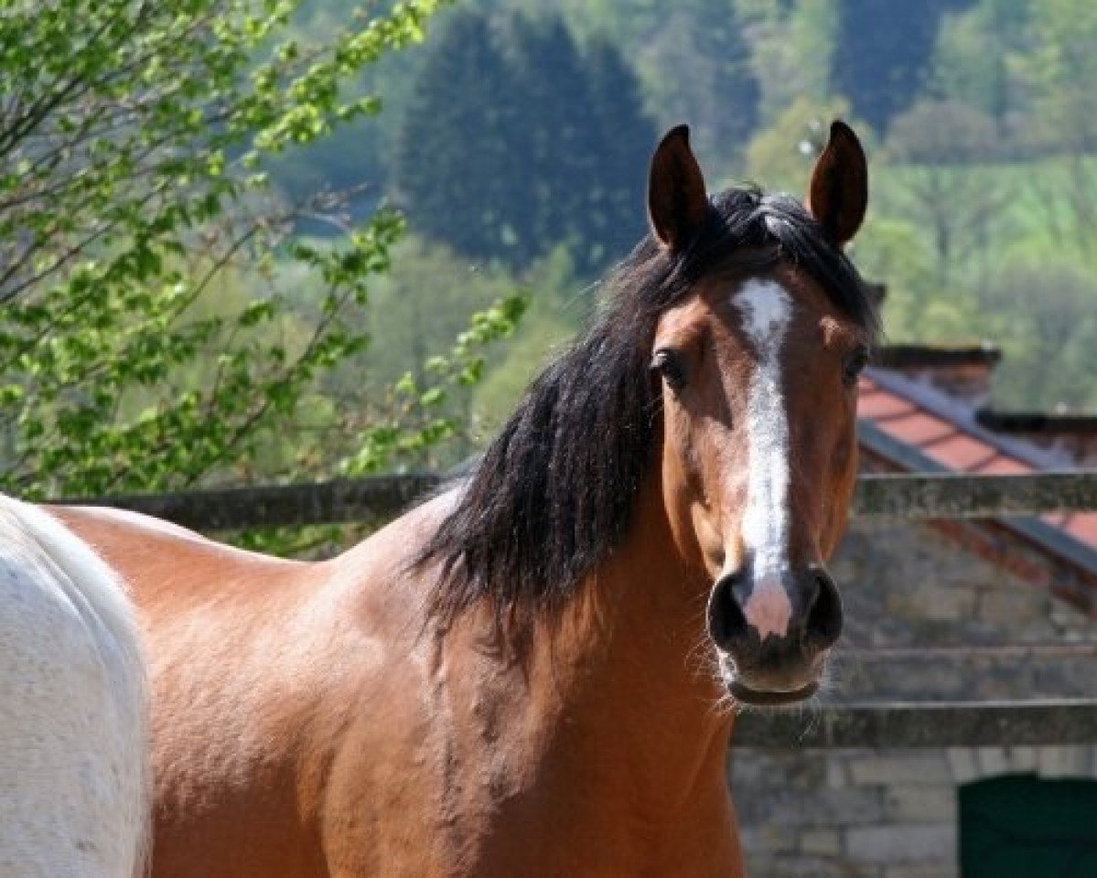 broodmare Cleo (Oldenburg, 2004, from Conterno Grande)